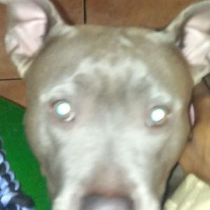 Meet your Posher, Devin